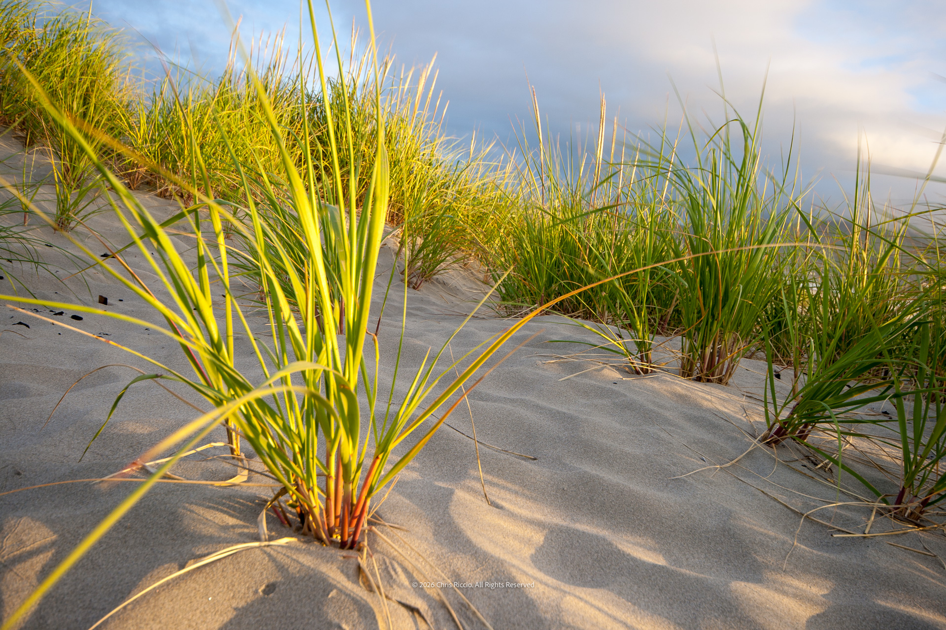 Seaside Beach Grass